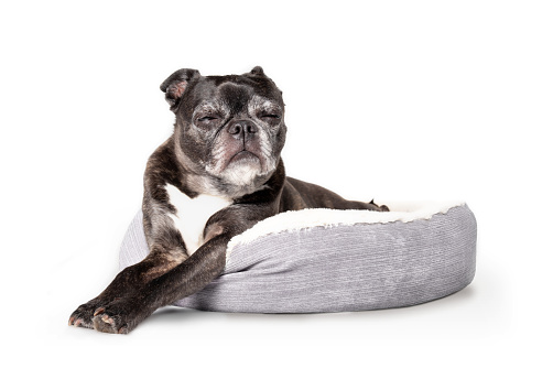 calming dog beds