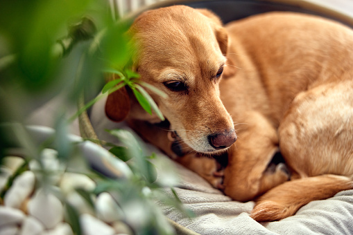 calming dog beds